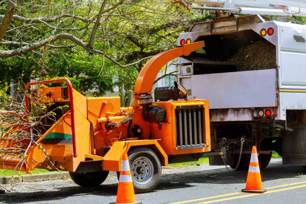 Best Hazardous Tree Removal  in Utica, SC