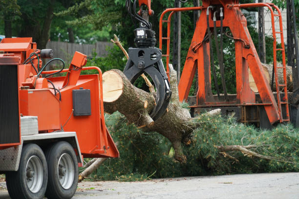 Best Emergency Tree Removal  in Utica, SC